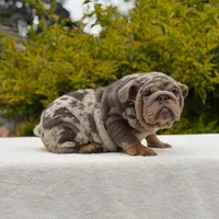 Birkin, a female English Bulldog for sale in Los Angeles, CA – Photo 5 of 6