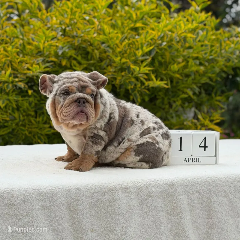 Birkin – English Bulldog puppy for sale in Los Angeles, CA