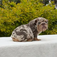 Birkin, a female English Bulldog for sale in Los Angeles, CA – Photo 3 of 6