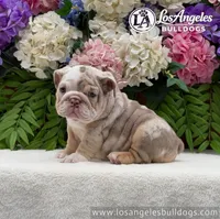 Los Angeles Bulldogs Vanilla, a male English Bulldog for sale in Los Angeles, CA – 1 of 3