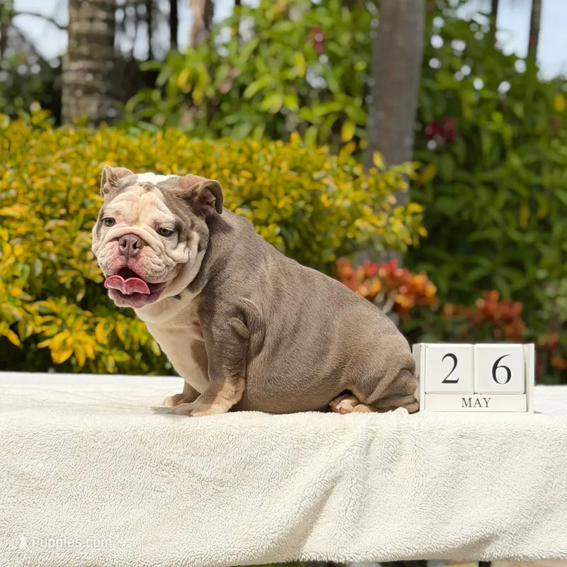 Bridgette – English Bulldog puppy for sale in Los Angeles, CA