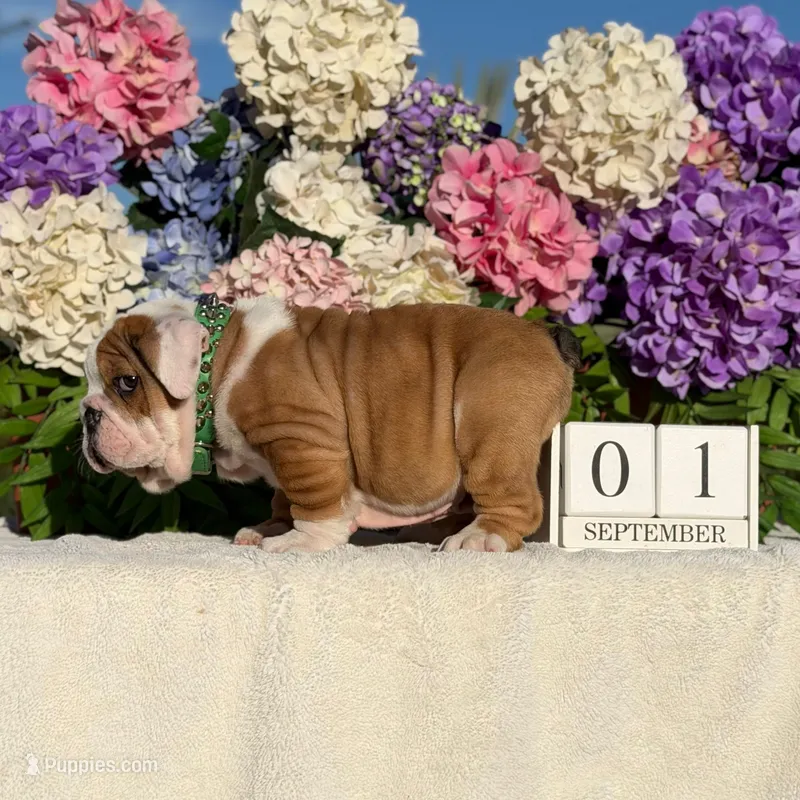 Los Angeles Bulldogs Rex – English Bulldog puppy for sale in Los Angeles, CA