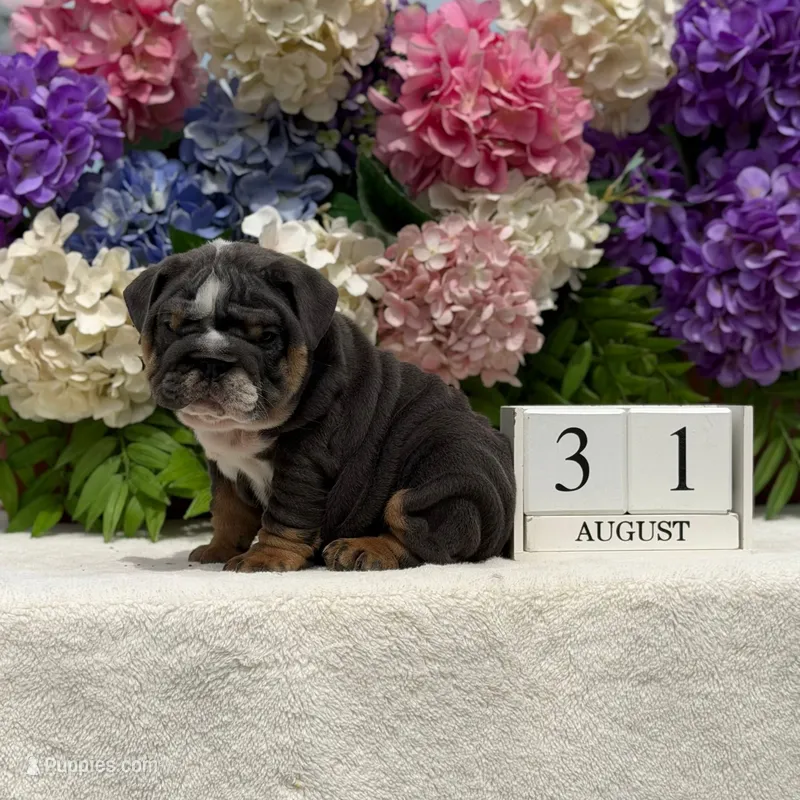 Los Angeles Bulldogs Biggie – English Bulldog puppy for sale in Los Angeles, CA