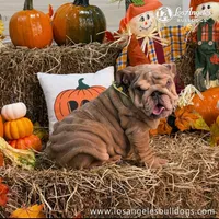 Los Angeles Bulldogs Taylor, a female English Bulldog for sale in Los Angeles, CA – 4 of 4