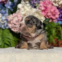 Los Angeles Bulldogs Chloe , a female English Bulldog for sale in Los Angeles, CA – 4 of 5