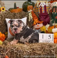 Los Angeles Bulldogs Versace, a female English Bulldog for sale in Los Angeles, CA – 1 of 4