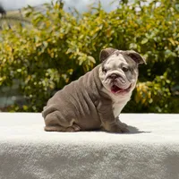 Bridgette, a female English Bulldog for sale in Los Angeles, CA – Photo 4 of 7