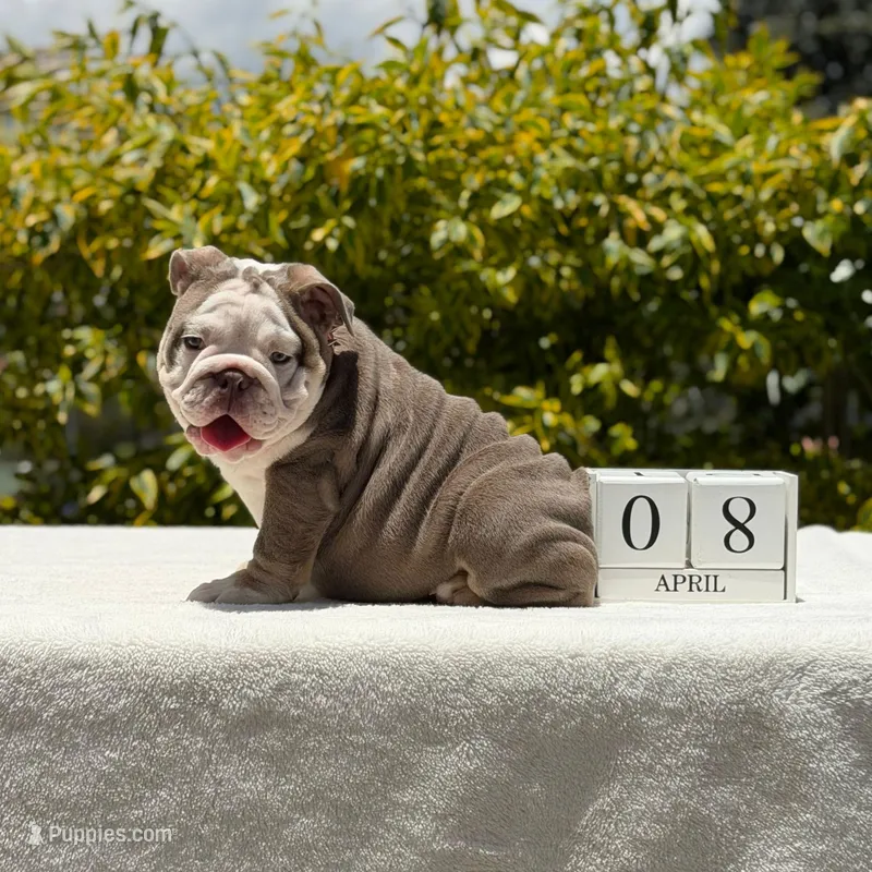 Bridgette – English Bulldog puppy for sale in Los Angeles, CA