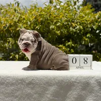Bridgette, a female English Bulldog for sale in Los Angeles, CA – Photo 1 of 7