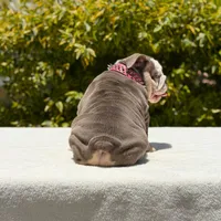 Bridgette, a female English Bulldog for sale in Los Angeles, CA – Photo 6 of 7