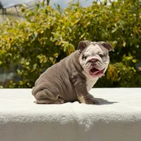 Bridgette, a female English Bulldog for sale in Los Angeles, CA – Photo 3 of 7