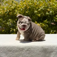 Bridgette, a female English Bulldog for sale in Los Angeles, CA – Photo 2 of 7