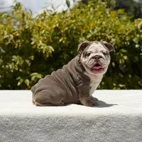 Bridgette, a female English Bulldog for sale in Los Angeles, CA – Photo 7 of 7