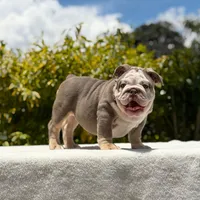 Bridgette, a female English Bulldog for sale in Los Angeles, CA – Photo 5 of 7