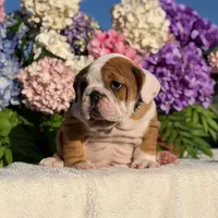 Los Angeles Bulldogs Rex, a male English Bulldog for sale in Los Angeles, CA – 3 of 5