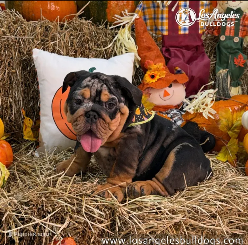 Los Angeles Bulldogs Tiffany – English Bulldog puppy for sale in Los Angeles, CA