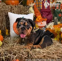 Los Angeles Bulldogs Tiffany, a female English Bulldog for sale in Los Angeles, CA – 1 of 3