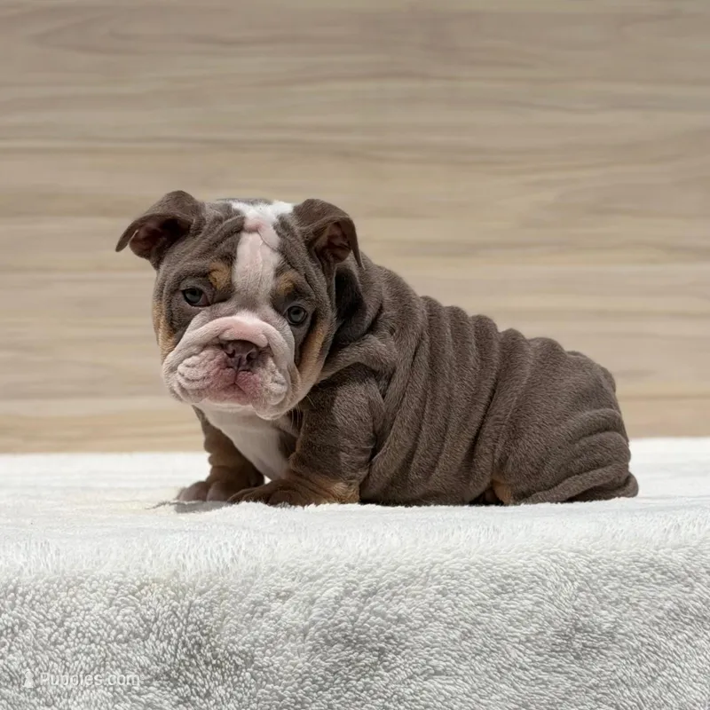 Sabrina, a female English Bulldog for sale in Los Angeles, CA – Photo 1 of 3