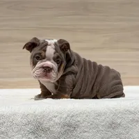 Sabrina, a female English Bulldog for sale in Los Angeles, CA – Photo 1 of 3