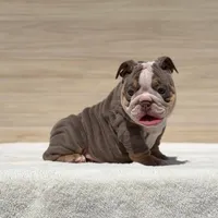 Sabrina, a female English Bulldog for sale in Los Angeles, CA – Photo 2 of 3