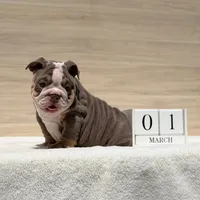 Sabrina, a female English Bulldog for sale in Los Angeles, CA – Photo 3 of 3