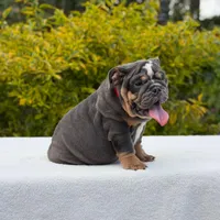 King, a male English Bulldog for sale in Los Angeles, CA – Photo 6 of 6
