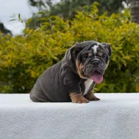 King, a male English Bulldog for sale in Los Angeles, CA – Photo 4 of 6
