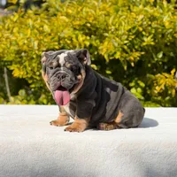 King, a male English Bulldog for sale in Los Angeles, CA – Photo 2 of 6