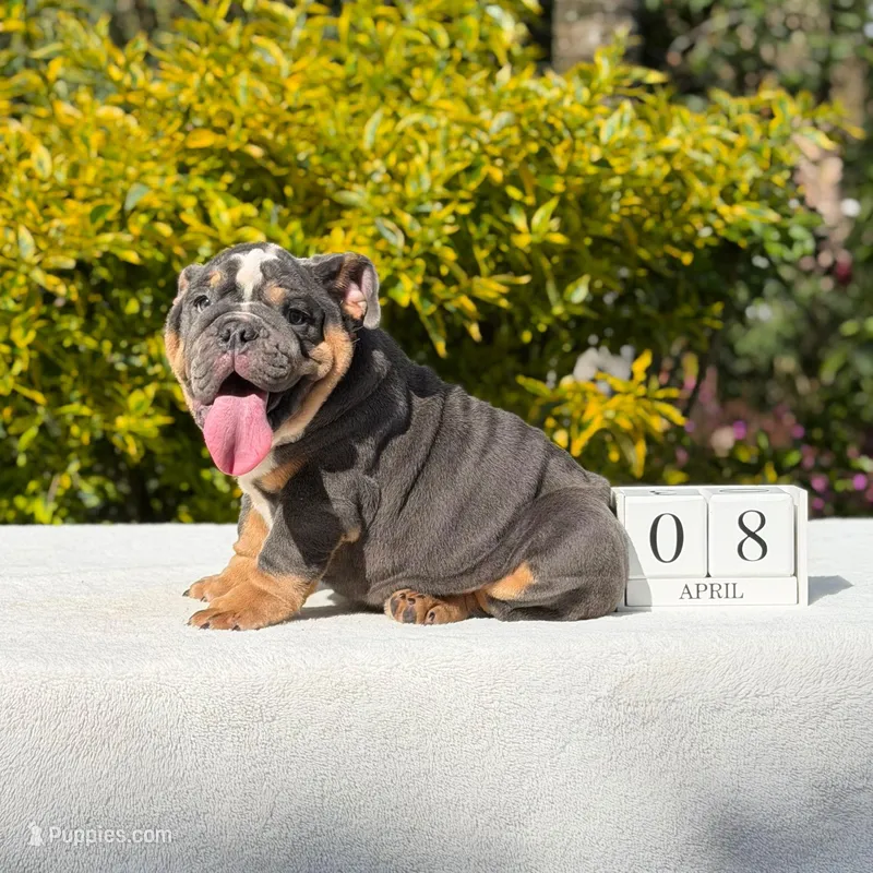 King – English Bulldog puppy for sale in Los Angeles, CA