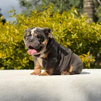King, a male English Bulldog for sale in Los Angeles, CA – Photo 5 of 6