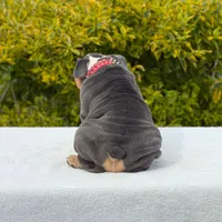 King, a male English Bulldog for sale in Los Angeles, CA – Photo 3 of 6