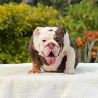 Pippa, a female English Bulldog for sale in Los Angeles, CA – 5 of 6