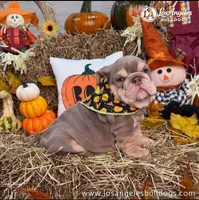 Los Angeles Bulldogs Paris, a female English Bulldog for sale in Los Angeles, CA – 4 of 5
