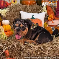 Los Angeles Bulldogs Tiffany, a female English Bulldog for sale in Los Angeles, CA – 3 of 3
