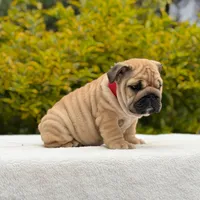 Rocco, a male English Bulldog for sale in Los Angeles, CA – Photo 6 of 6