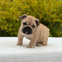 Rocco, a male English Bulldog for sale in Los Angeles, CA – Photo 4 of 6