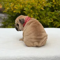 Rocco, a male English Bulldog for sale in Los Angeles, CA – Photo 5 of 6