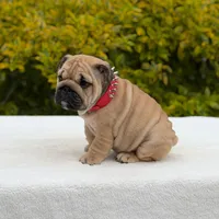 Rocco, a male English Bulldog for sale in Los Angeles, CA – Photo 3 of 6