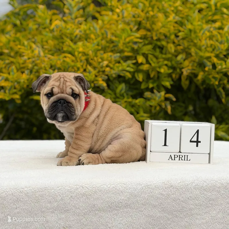 Rocco – English Bulldog puppy for sale in Los Angeles, CA