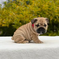 Rocco, a male English Bulldog for sale in Los Angeles, CA – Photo 2 of 6