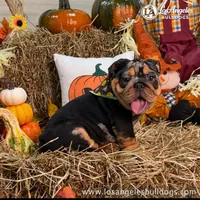 Los Angeles Bulldogs Tiffany, a female English Bulldog for sale in Los Angeles, CA – 2 of 3