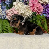 Los Angeles Bulldogs Tiffany, a female English Bulldog for sale in Los Angeles, CA – 3 of 5