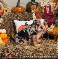Los Angeles Bulldogs Sabrina, a female English Bulldog for sale in Los Angeles, CA – 2 of 3