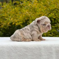 Valentino, a male English Bulldog for sale in Los Angeles, CA – Photo 6 of 6