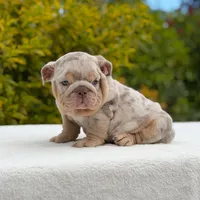 Valentino, a male English Bulldog for sale in Los Angeles, CA – Photo 2 of 6