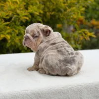 Valentino, a male English Bulldog for sale in Los Angeles, CA – Photo 3 of 6