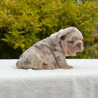 Valentino, a male English Bulldog for sale in Los Angeles, CA – Photo 5 of 6