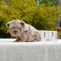 Valentino, a male English Bulldog for sale in Los Angeles, CA – Photo 1 of 6