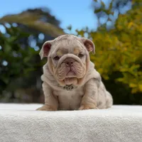 Valentino, a male English Bulldog for sale in Los Angeles, CA – Photo 4 of 6