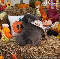 Bugatti, a male English Bulldog for sale in Los Angeles, CA – 3 of 3